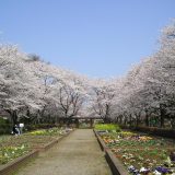 城山公園　さくらまつり