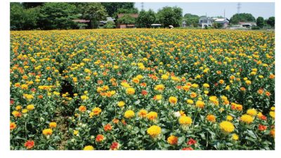 べに花生育状況